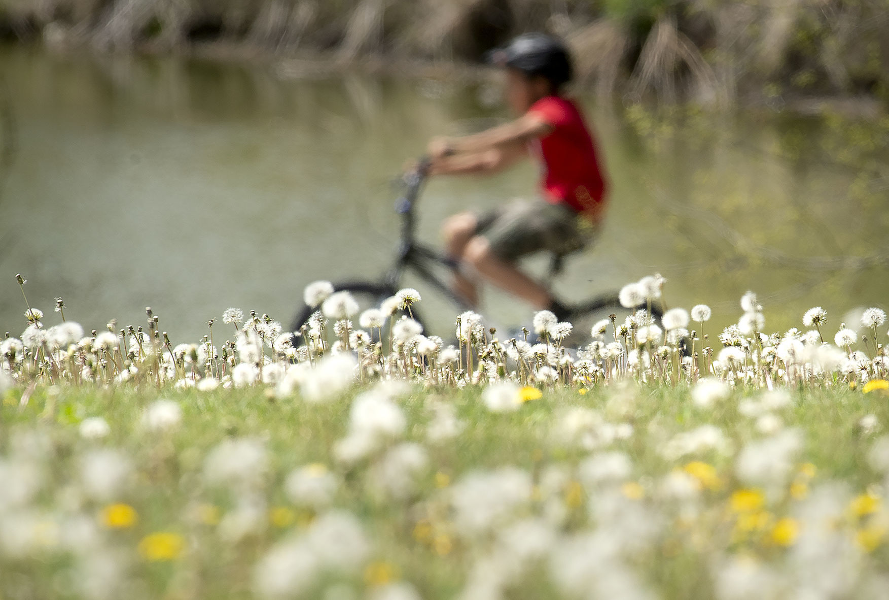 Dandelions